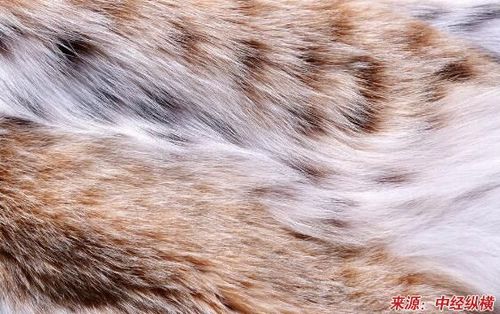 毛皮指带毛的动物皮经鞣制,染整所得到的具有使用价值的产品